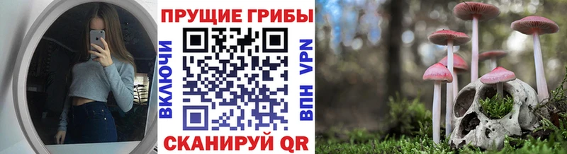 Купить закладки  Новомосковск  Галлюциногенные грибы Psilocybe 